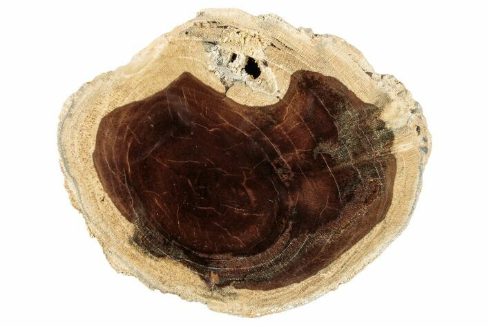 Polished Petrified Wood Round - McDermitt, Oregon #253009